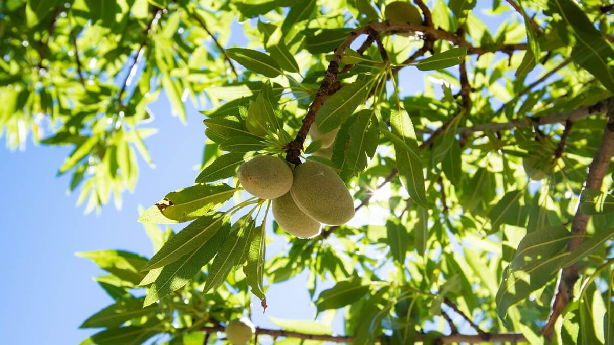 DIVINA, el futuro de la almendra, se presenta en Fruit Attraction de la mano del IRTA.jpg